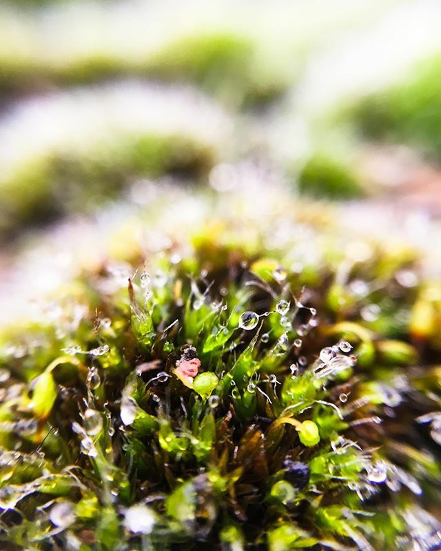 YelenaVakker's tweet photo. Macro moss from the last trip to London. Still need to sort other pictures. So many of them. 📷🌱 #London #brickbridge #moss #green #bricknostalgia #moos #plants #nature #outside #adventure #designer #macro #macroaddict #macroaddictsanonymous #macroadd… https://t.co/QDT3k2FDHM https://t.co/RdDQj9bszw