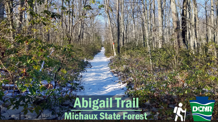 A snow covered path leads through a forest with green shrubs. Text: Abigail Trail Michaux State Forest