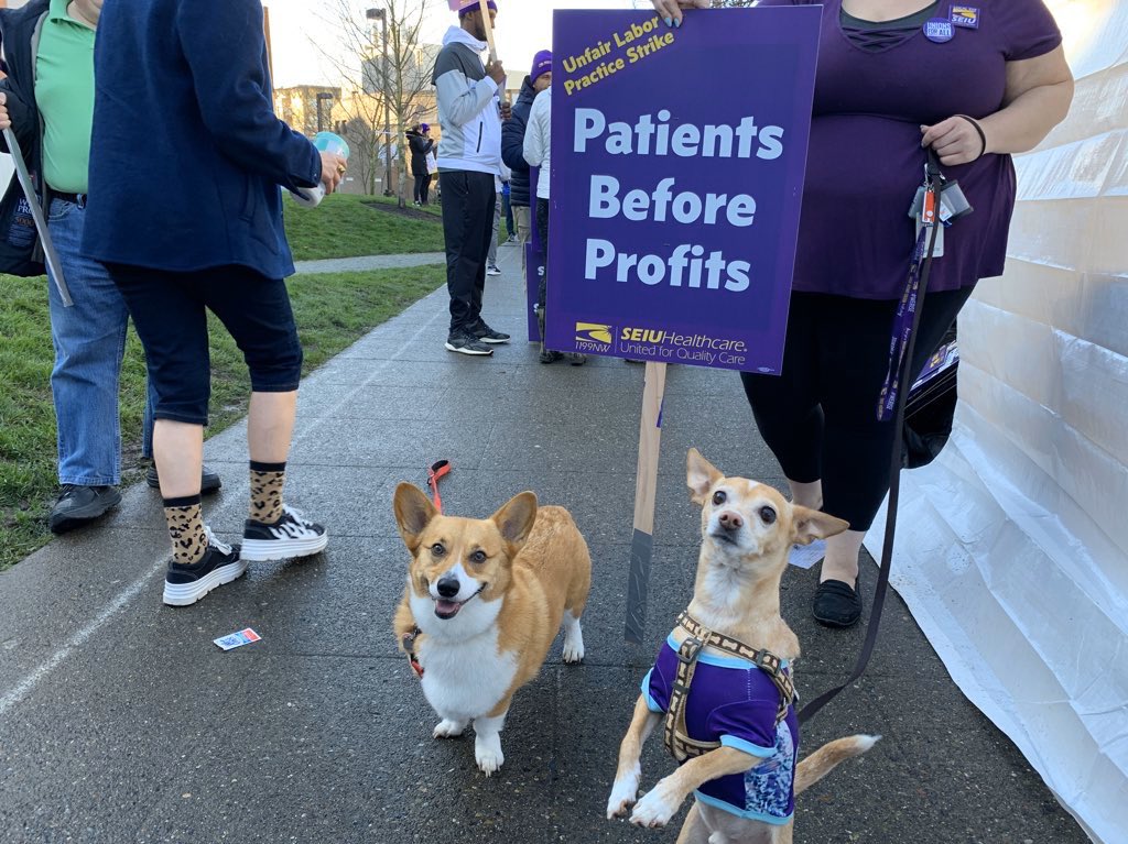 Pooches picketing for patients before profits! 
💜🐾

#UnitedForSafetyAtSwedish 
<a href="/SEIU1199NW/">SEIU Healthcare 1199NW</a>