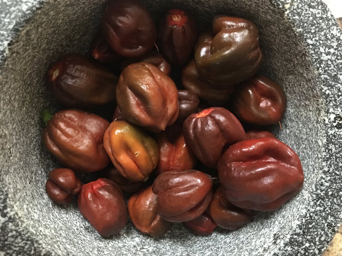 SuperhotSeeds's tweet photo. #madballschocolatefat #pepper #peppers #superhotseeds #superhotpeppers #hotpepper #capsicumchinense #superhotpepperseeds #pepperseeds #chiliseeds #hotchili #superhotchili need #seeds heres where https://t.co/LcfHJZCNzc https://t.co/FOWxPtfukp