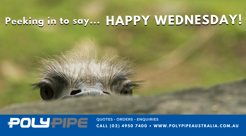 PolyPipe_Aus's tweet photo. Happy Wednesday!

The team at Poly Pipe are ready to help with your enquiries, provide quotes or place your orders.

📱(02) 4950 7400
💻 https://t.co/qDq8D3q2iX
⏰ Open 7:30am–4:30pm https://t.co/QYgmvbivIY