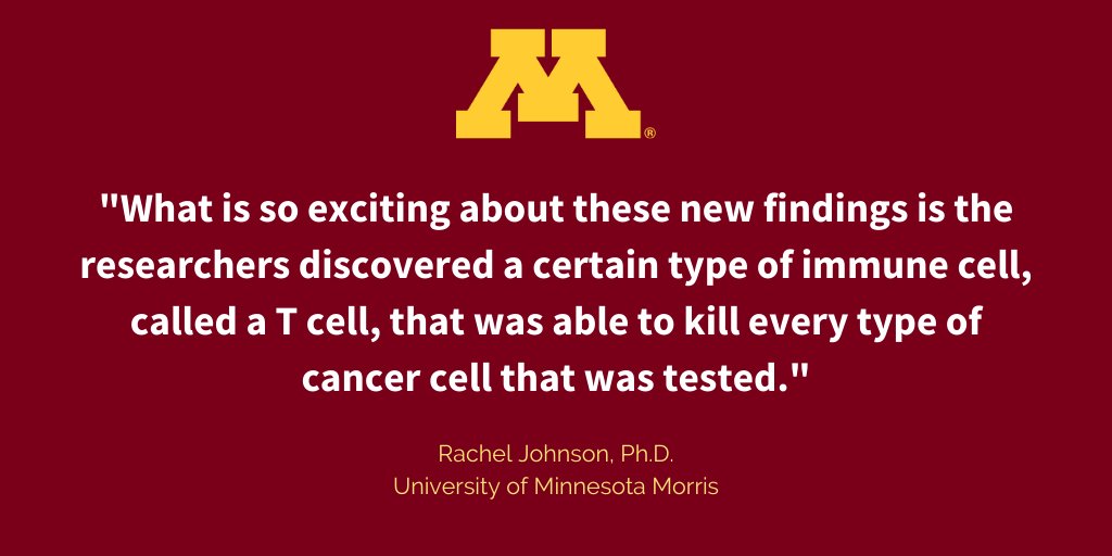 Text in graphic: "What is so exciting about these new findings is the researchers discovered a certain type of immune cell, called a T cell, that was able to kill every type of cancer cell that was tested." - Rachel Johnson, Ph.D. at the University of Minnesota Morris