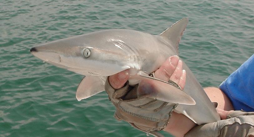 Person holding a blacknose shark
