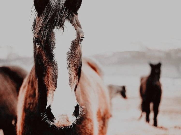 gintonicw's tweet photo. ㅤㅤ    ❛╱ 𝙂𝙄𝙉𝙉𝙔 𝙒𝙀𝘼𝙎𝙇𝙀𝙔૰

                   ───── ⊱ 𖤓 ⊰ ─────

❛ La única flor entre tantos espinos. Llega como un soplo de 𝗮𝗹𝗲𝗴𝗿𝗶́𝗮 y 𝗳𝘂𝗲𝗿𝘇𝗮, disfrazado bajo una lluvia de 𝗳𝘂𝗲𝗴𝗼 y 𝗽𝗲𝗰𝗮𝘀. ❜ https://t.co/iSjur2LE2m