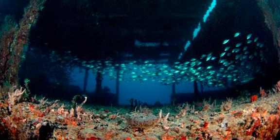 squalodivers's tweet photo. Fun Dive Trip Saturday February 1st https://t.co/hqC5K22xAD https://t.co/h8GzAUqAme