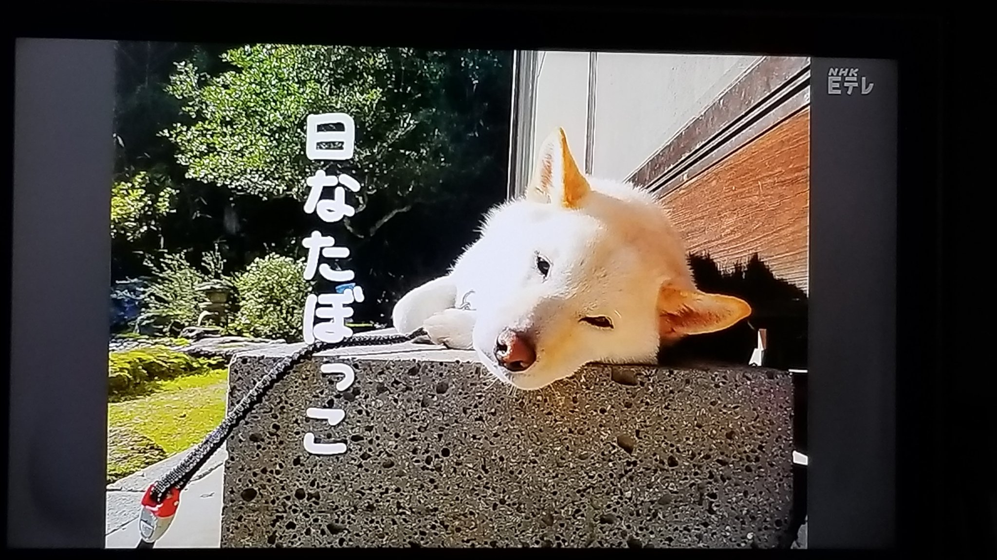 犬さん 秋田犬 銀ちゃん と愉快な仲間達 | 必ず、くっ付いて寝るうちの