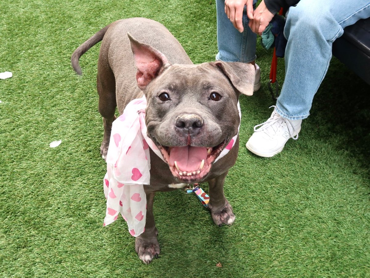 A photo of a dog wearing a scarf with hearts on it.