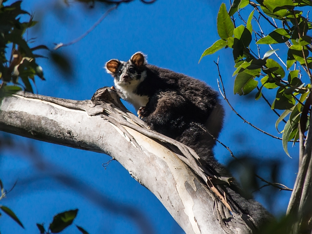 The locally extinct greater glider sits on a tree branch with a blue sky behind