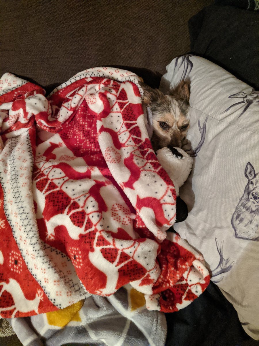 FreyjaMarsh's tweet photo. All tucked up for the night. Sweet dreams 🐕🐾 https://t.co/cgQZe9JY9d
