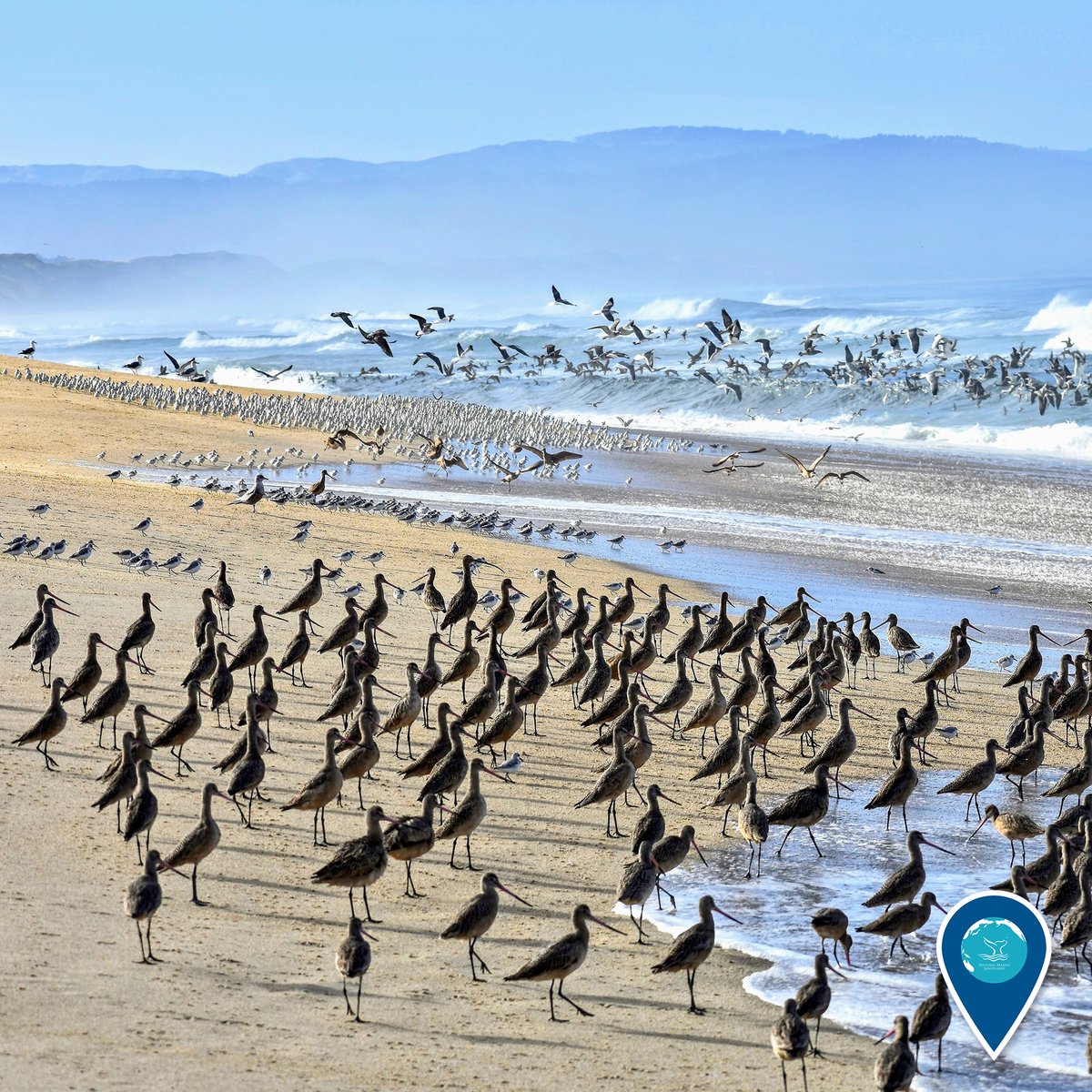 Many shorebirds on the beach and flying above the waves