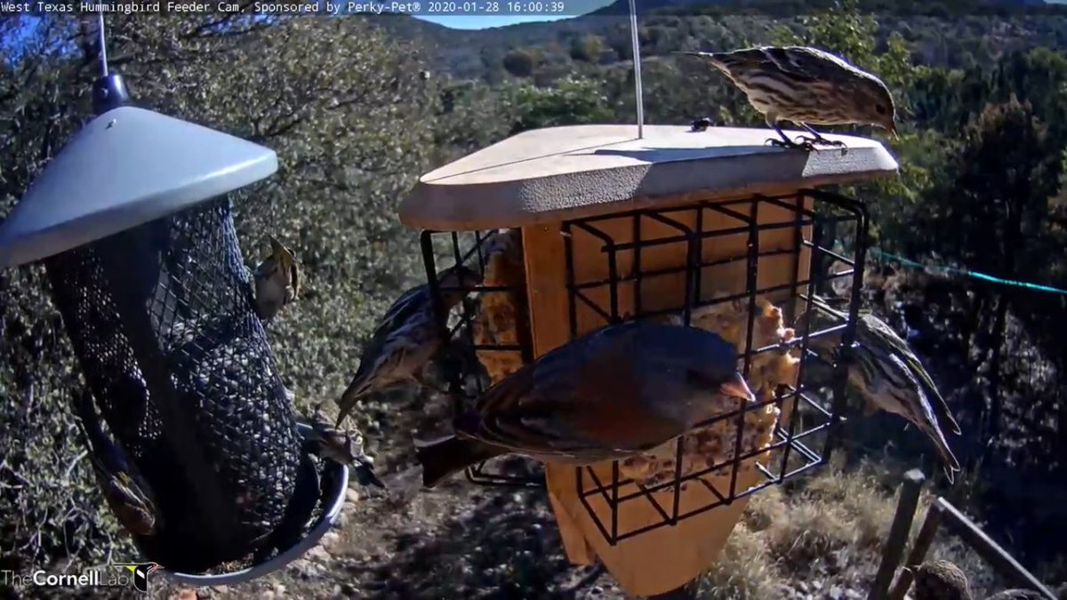 West Texas Hummers Texashummers Twitter