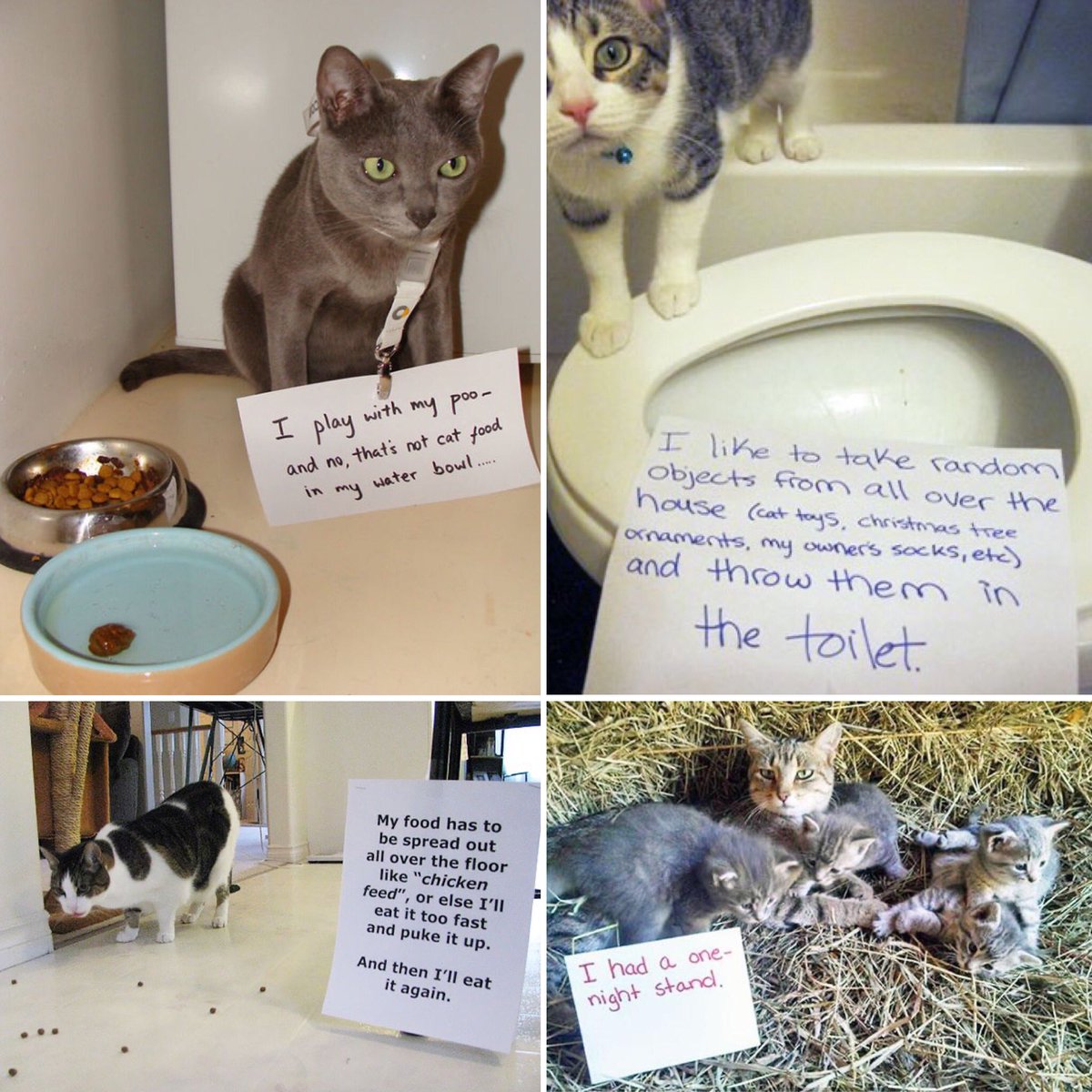 heronbank cat rescue