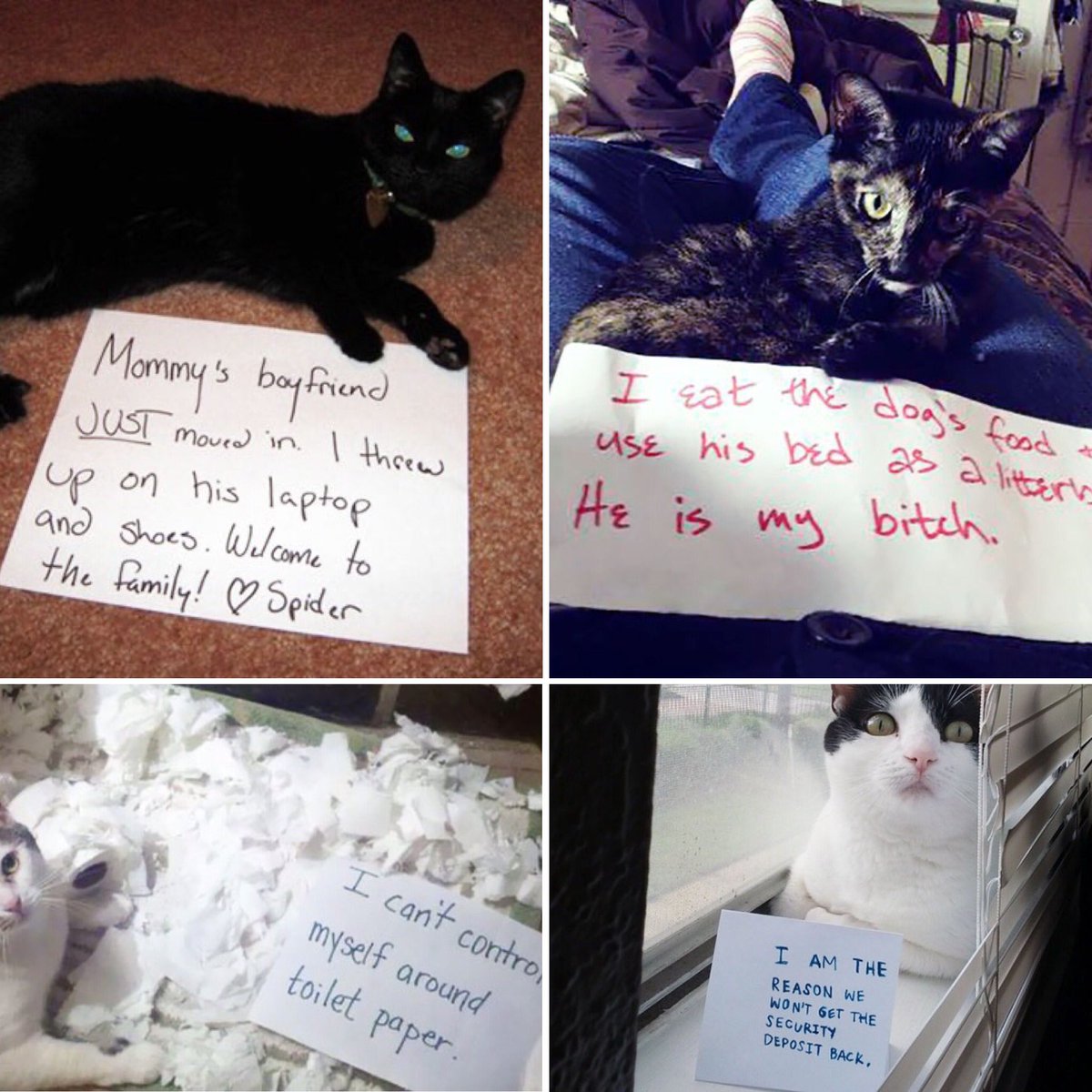 heronbank cat rescue