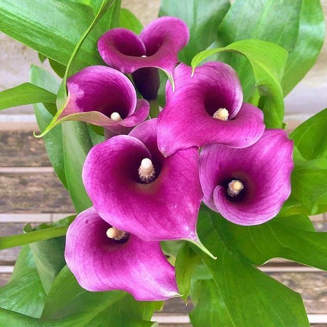 Calla çiçeği... İsminin Yunanca köküyle müsemma bir “Güzellik”. Güç ve asalet simgesi mor calla #Mimy web sitemizde! 
#BloomAndFresh 💐 ift.tt/2ShdEzW