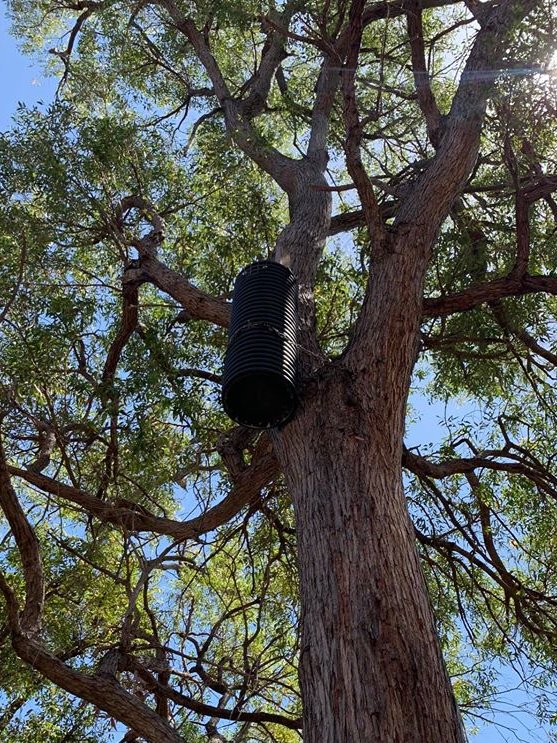 We've been busy monitoring and maintaining more than 100 'Cockatubes' across Serpentine Jarrahdale, as part of the Serpentine Jarrahdale 'Cockatube' Monitoring and Maintenance Program which is funded through the <a href="/StateNRMProgram/">State NRM Program WA</a>. 
#sharingdata #birdlifewa #wamuseum #DBCA