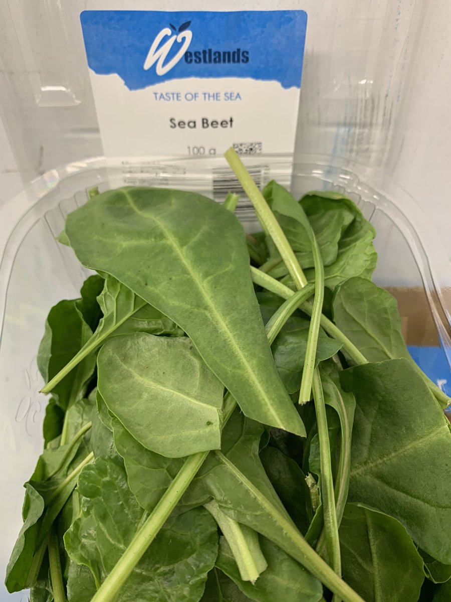Beautiful Sea Beet