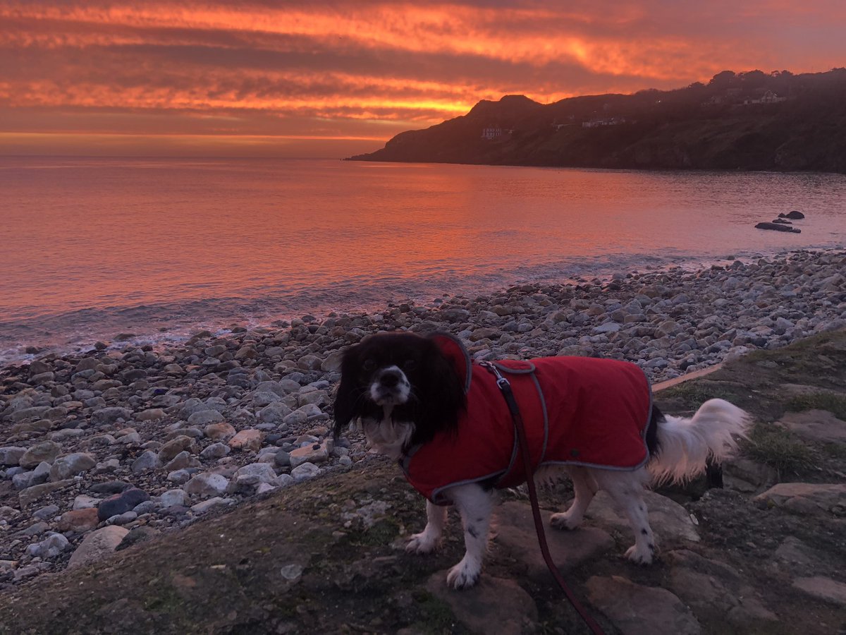 Hidden_Howth's tweet photo. Missy Admiring the sunrise in #howth, whilst wondering why we are up so early ๐ ๐ค ๐ด #sleepdog #dublin #discoverdublin #visitdublin #visithowth #lovefingal #sunrise #redsky @howthismagic https://t.co/RZ5IKaIH2o