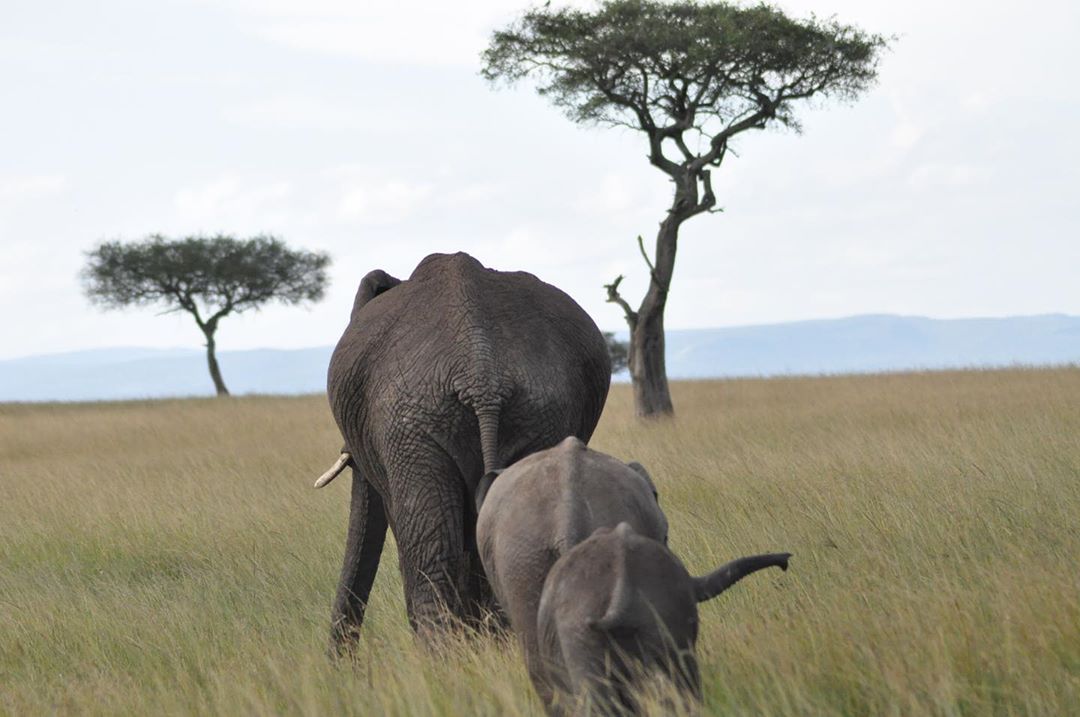 utopia_luxury's tweet photo. Mid-moring stroll with mama 🐘⁣⁣⁣🐘🐘⁣
⁣——————————————⁣⁣———⁣⁣⁣⁣
See more at: https://t.co/Ewsv67p1c2

#elephants #animals #wednesday #cnntravel #bbctravel
#smgzh #SOTU #Zurich https://t.co/UutH80Wyd1