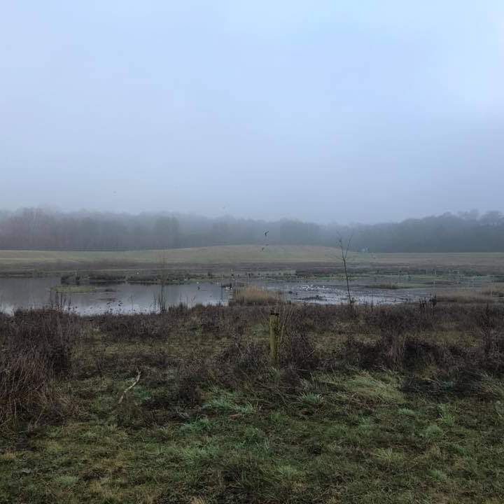 DogsinSalford's tweet photo. Looks like it will be a misty walk today at #Kersal Wetlands. We will be meeting at the silver gates on #Littleton road at 10:30am
#seeyouthere #dogs #healthwalks https://t.co/8BHZz0A0oh