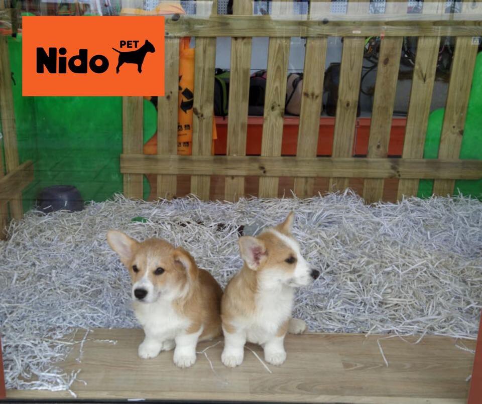 nidopet tweet media