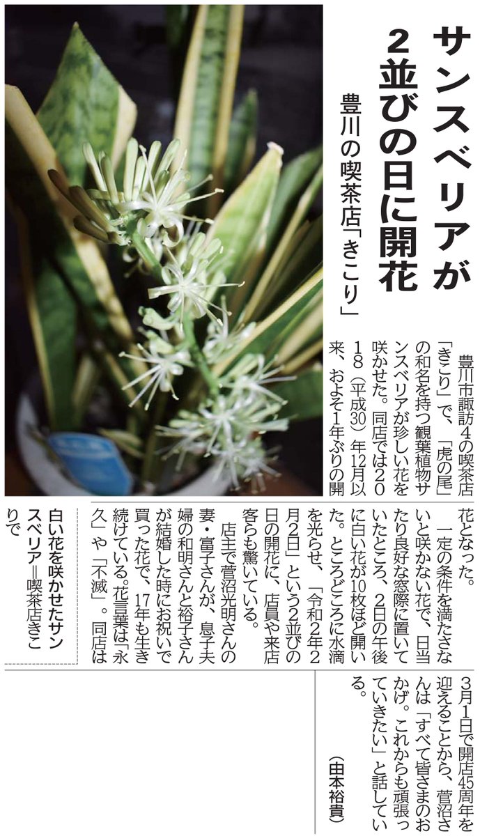 株式会社 東愛知新聞社 On Twitter 2月5日の東愛知新聞より 豊川の喫茶店 きこり でサンスベリアが開花 豊川市諏訪4の喫茶店 きこり で 虎の尾 の和名を持つ観葉植物サンスベリアが珍しい花を咲かせました 東愛知新聞 サンスベリア 虎の尾 豊川市