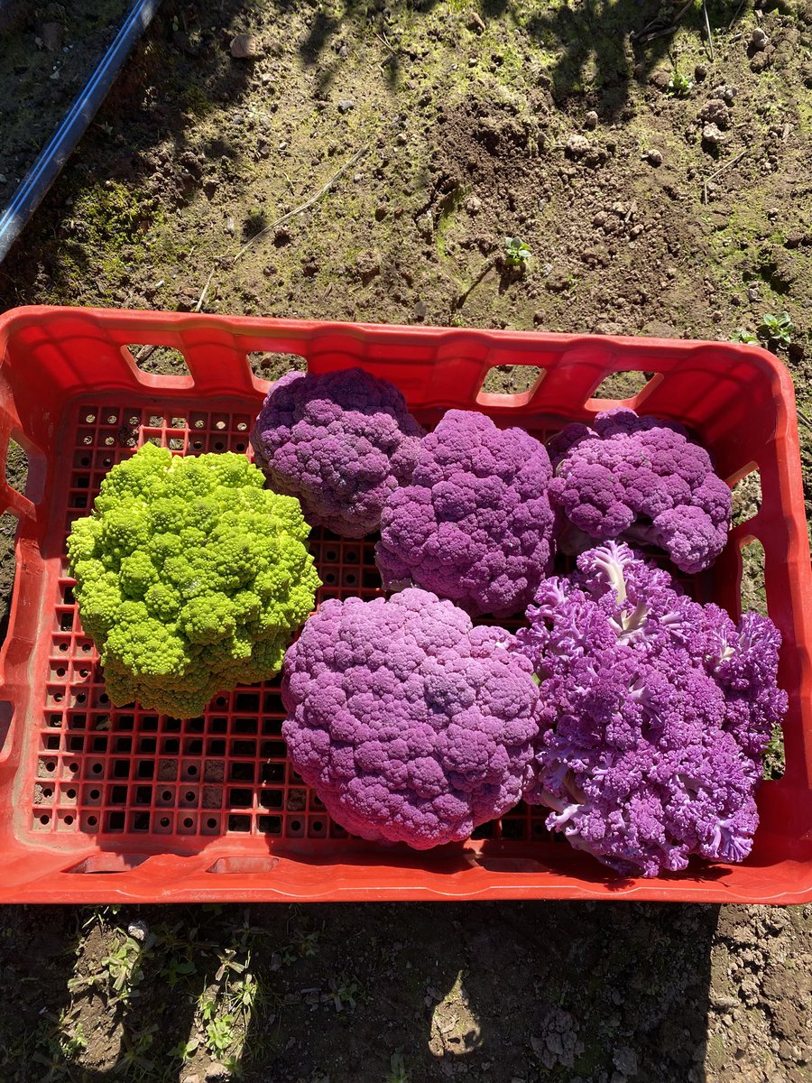 TheStarterFarm's tweet photo. Loving these colors on my cauliflower. #thestarterfarm #farm #food #chefs #recipes https://t.co/O0CRuy90as