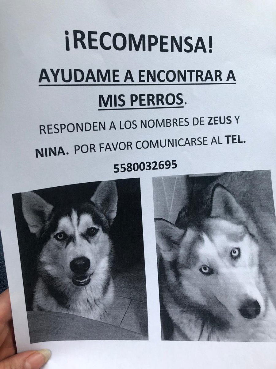 sucub's tweet photo. Alerta! Apareció Zeus pero falta Nina. Ayúdanos a encontrarla. https://t.co/HdJUjuQJvh