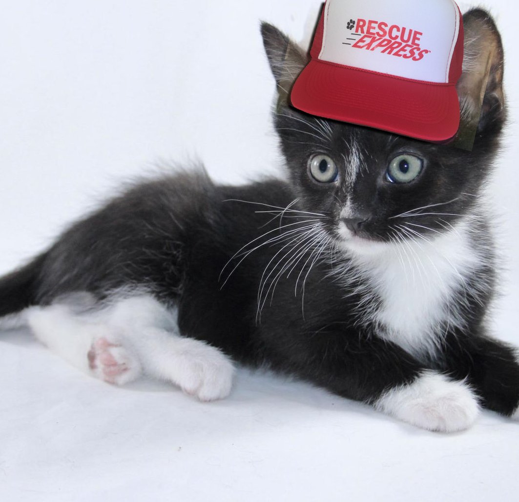 Free trucker hat with every $50 gift. Transport is one of the best ways to beat unnecessary euthanasia in over-crowded shelters. There just are not enough adoptable families in the south.

Help us transport all of them! 

#valentines #freedomride
