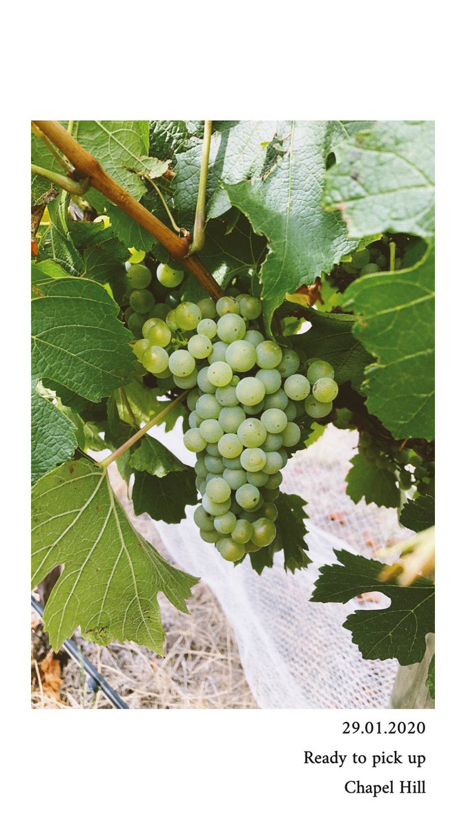 The grape growing process of Gorge Block Chardonnay! How amazing is that!

#chapelhill