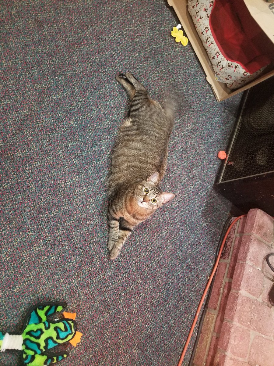 thunder_kitty's tweet photo. It me Nola❣ Long time no see. 
#CatsOfTwitter https://t.co/hL1d9udXln