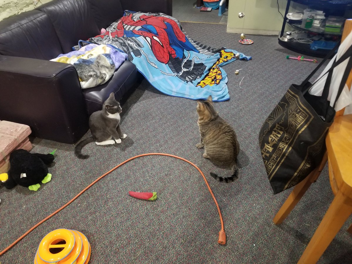 thunder_kitty's tweet photo. We still need adjustment time.
At least we dont hiss at each other anymore.
I will think about stop being a bully and chasing him at full speed.
#CatsofTwitter #CatsOnTwitter #CatBully #ResidentCat #CatStalker https://t.co/4eMbEpdHW0