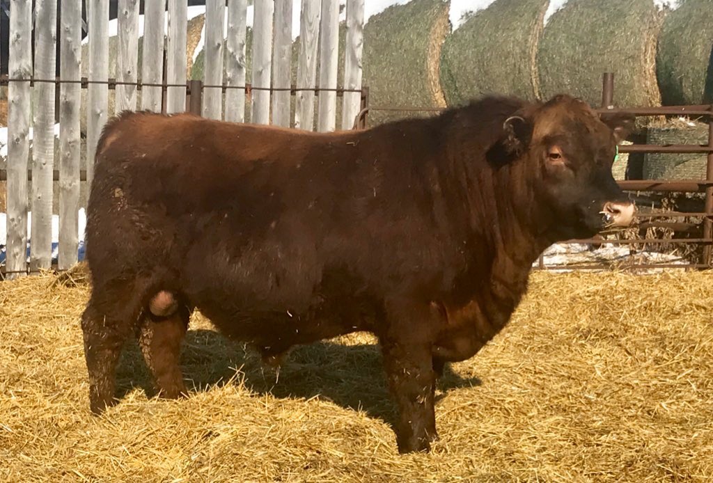 EdieCreekAngus's tweet photo. Today was picture day. We always keep it simple with no hair trimming or blow drying. 55 2yr old bulls and 30 bred heifers sell March 14th #HerdBuilders #EasyRed #ModerateMaternal https://t.co/1ACuM2GrNn