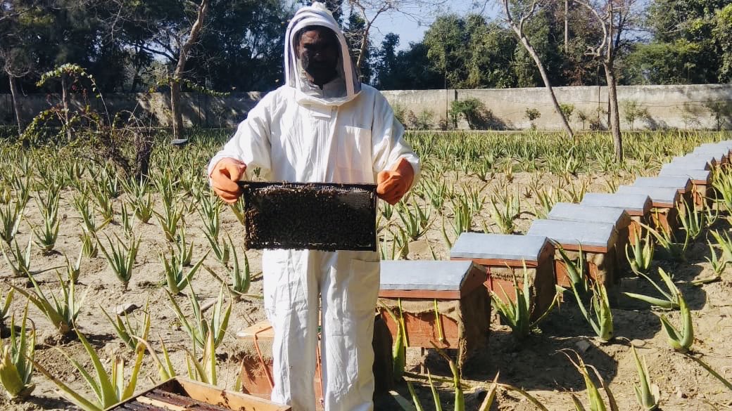 PMF_India's tweet photo. 3rd round of #honey 🍯 collection at Demonstration #Farm Alipur. Next, the collected honey will go to our processing unit facility at Alipur 🌱 
#smarTgram #organicfarming #agriculture #agrovaluechain 🐝 https://t.co/JnY7WfS2zH