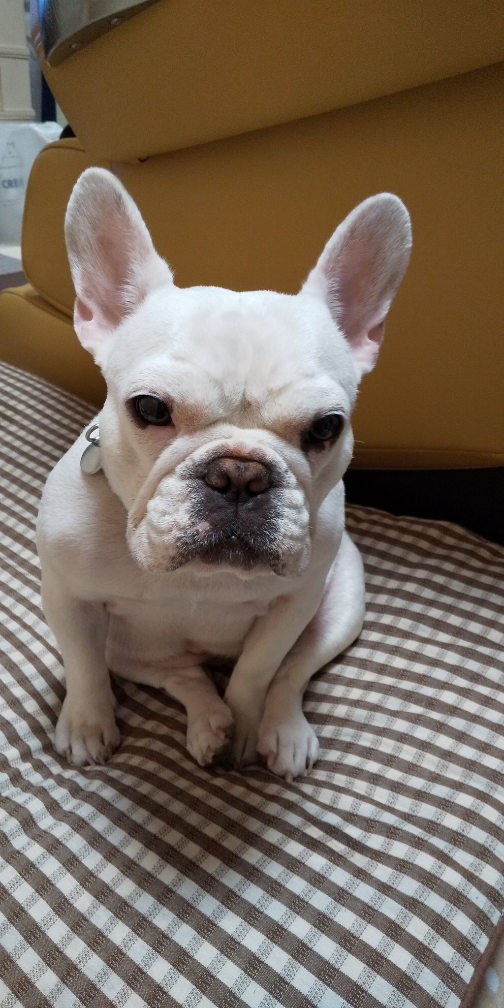 ととろ とのこ ふてくされてる チョッとお留守番しててね とい言った時のとのこ 怒る犬 ふてくされる犬 楽しくない顔 フレンチブルドッグ フレブル T Co Jb9on75dqp Twitter ととろ とのこ ふてくされてる チョッとお留守番しててね とい言った時のとのこ 怒る犬 ふてくされる犬 楽しくない顔 フレンチブルドッグ フレブル T Co Jb9on75dqp Twitter
