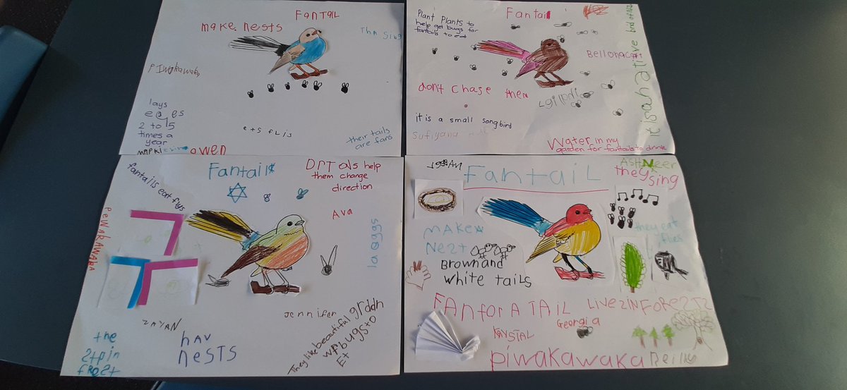 singhe107's tweet photo. Room 10, a room of 5 and 6 year olds, wanted to find out more about Piwakawaka, as our Year 2 classes are named after them. We worked in small groups and did some research and created these posters to show what we found out. #hillpark_school https://t.co/fUGwiQM2Yo