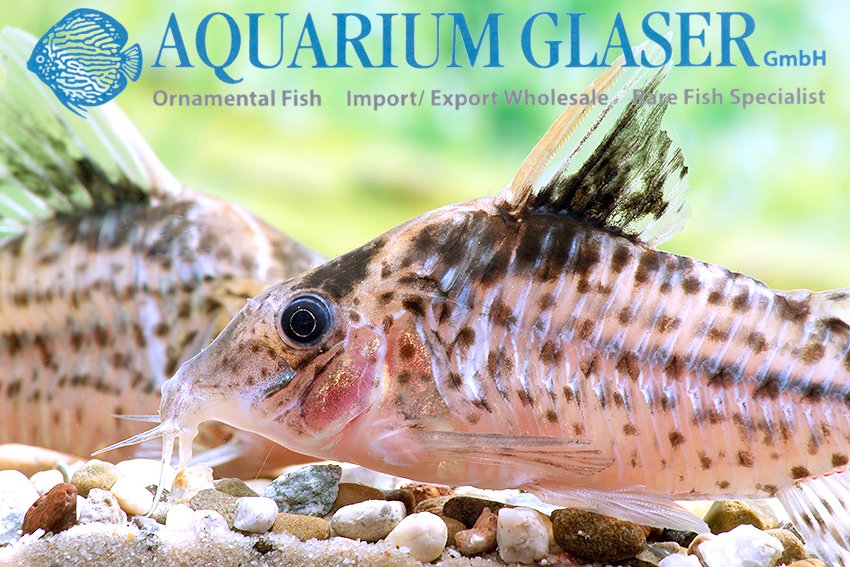 aquariumglaser's tweet photo. #corydoras #robustus
find more details and pics @ https://t.co/kgExUnuDLM https://t.co/Ba3XHt5h4y