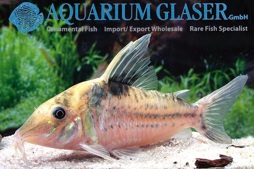 aquariumglaser's tweet photo. #corydoras #robustus
find more details and pics @ https://t.co/kgExUnuDLM https://t.co/Ba3XHt5h4y