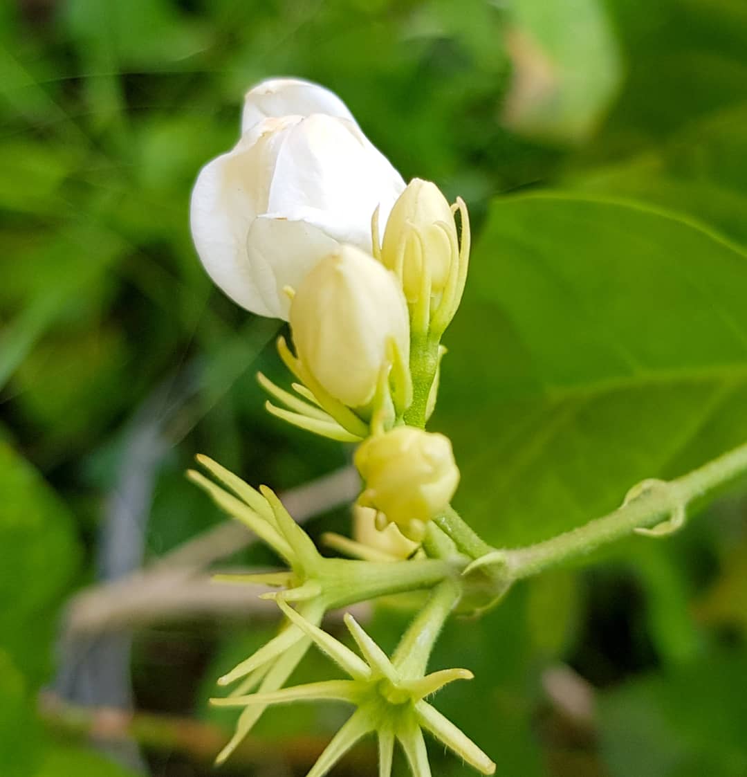 Jasmineflower Jasmineflower