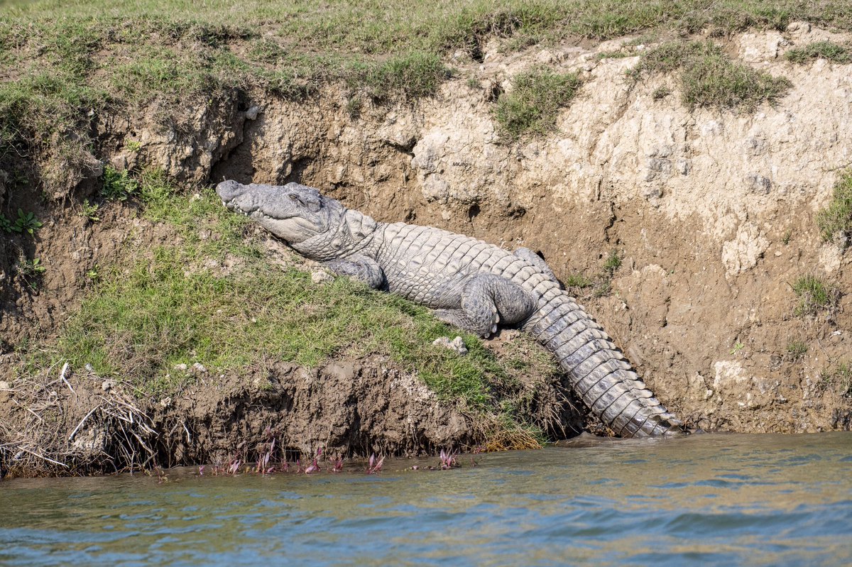 Mrityunjoykjha's tweet photo. https://t.co/VVYBxw1XKD #Gharials  #Gavialisgangeticus  #Muggers #MarshCrocodiles  #CrocodylesPalustris  #Chambal #ChambalWildLifeSanctuary  #SaveChambal #SaveGharials #CrticalEndangeredReptileOfIndia #IndianCrocodile https://t.co/NJdJiiZtQH