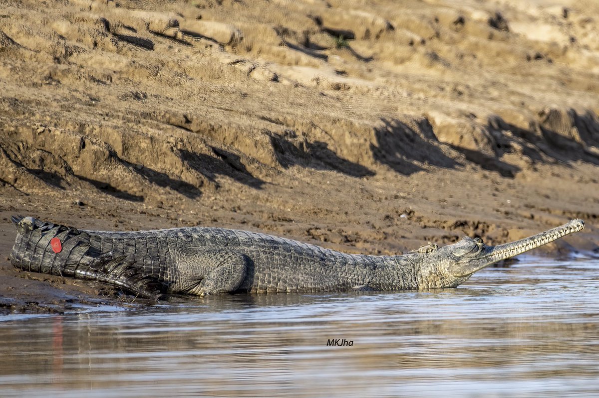 Mrityunjoykjha's tweet photo. https://t.co/VVYBxw1XKD #Gharials  #Gavialisgangeticus  #Muggers #MarshCrocodiles  #CrocodylesPalustris  #Chambal #ChambalWildLifeSanctuary  #SaveChambal #SaveGharials #CrticalEndangeredReptileOfIndia #IndianCrocodile https://t.co/NJdJiiZtQH