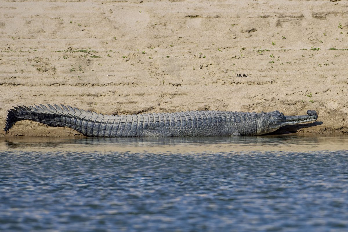 Mrityunjoykjha's tweet photo. https://t.co/VVYBxw1XKD #Gharials  #Gavialisgangeticus  #Muggers #MarshCrocodiles  #CrocodylesPalustris  #Chambal #ChambalWildLifeSanctuary  #SaveChambal #SaveGharials #CrticalEndangeredReptileOfIndia #IndianCrocodile https://t.co/NJdJiiZtQH