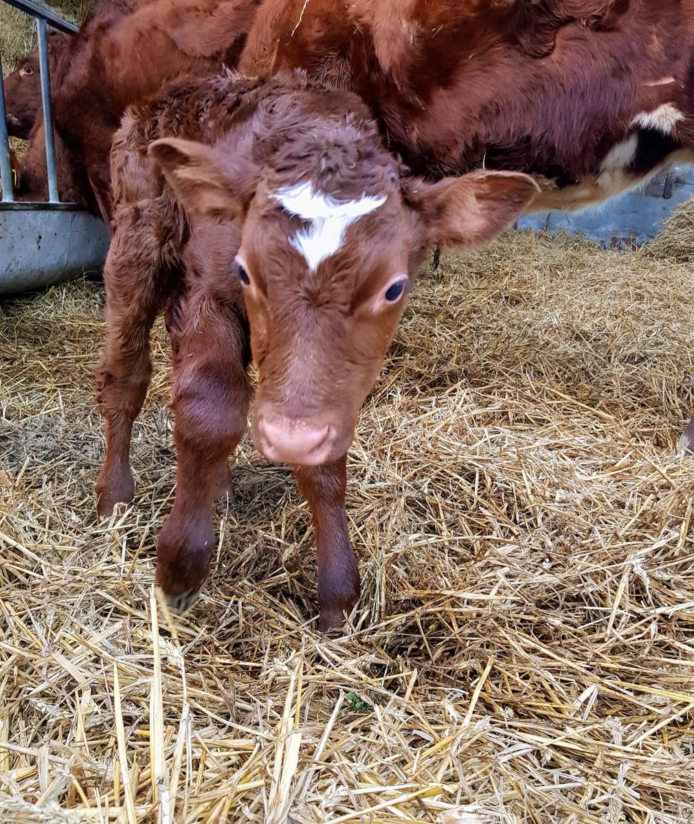 Chruchview original population dairy Shorthorns in Suffolk welcomed two new claves this week! A bull and a heifer! All doing very well 🐄🐄