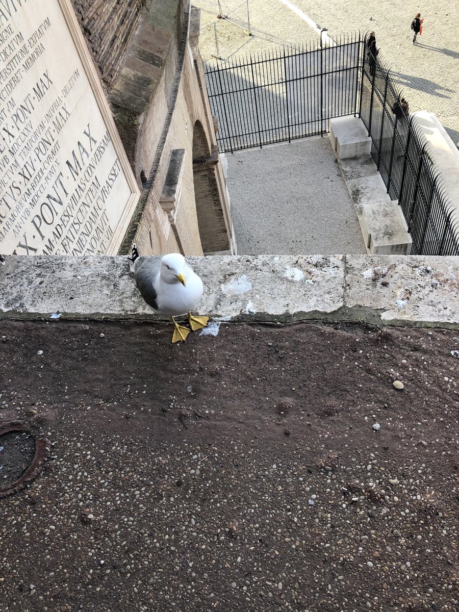 DucksJd's tweet photo. Hello, this is my European cousin. He is not a duck, but he is pretty. https://t.co/y6XbI9bOKI