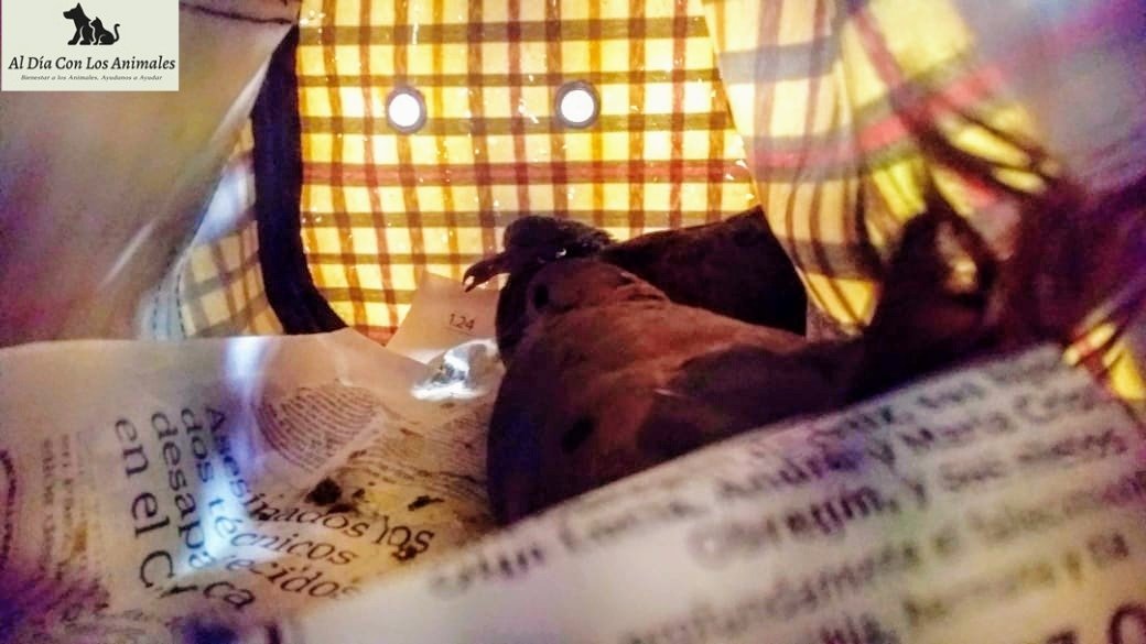 DiaAnimales's tweet photo. y valoración que allí les hacen para después liberarlas. Se dejó registro del acta de informe la cual observan en imágenes de este video. 

Importante y sobre el tema, recuerden si encuentran una #TinguaAzul o cualquier otro tipo de ave hacerlo saber con la entidad 👇... https://t.co/mb9NLYlr7A