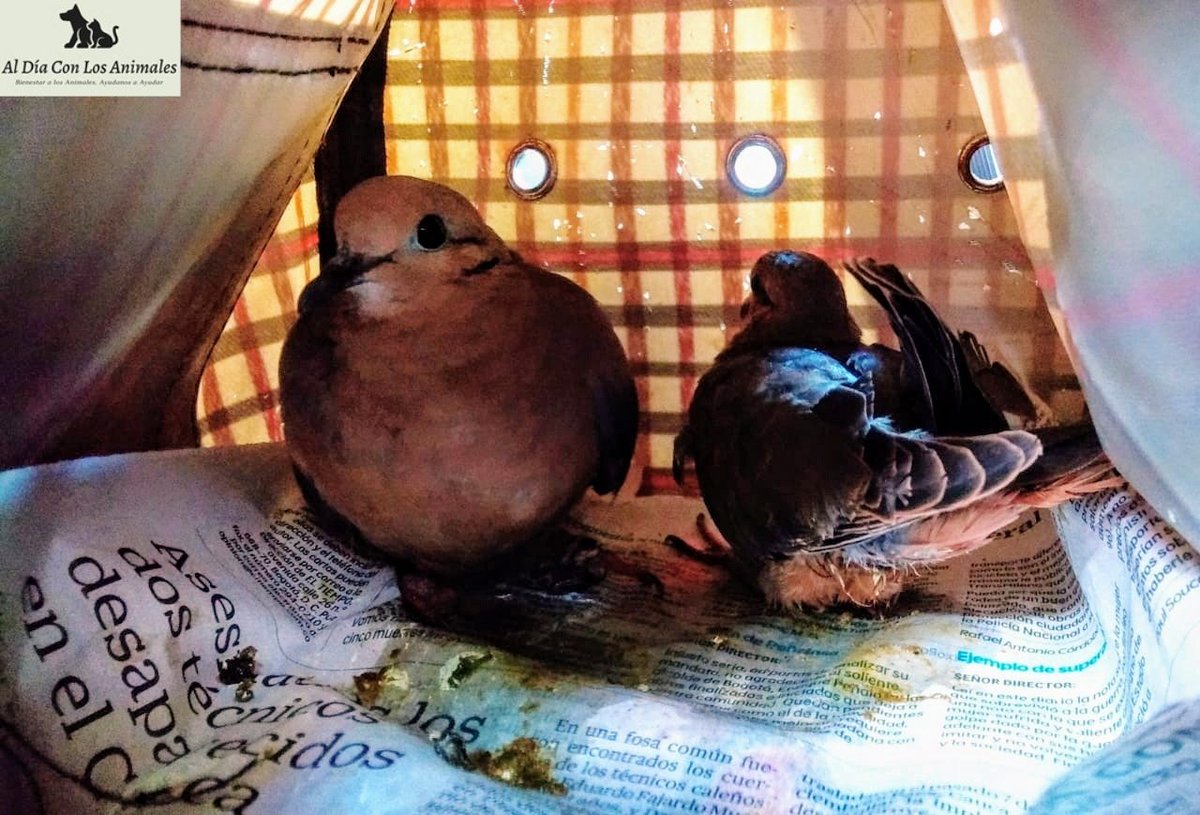 DiaAnimales's tweet photo. y valoración que allí les hacen para después liberarlas. Se dejó registro del acta de informe la cual observan en imágenes de este video. 

Importante y sobre el tema, recuerden si encuentran una #TinguaAzul o cualquier otro tipo de ave hacerlo saber con la entidad 👇... https://t.co/mb9NLYlr7A