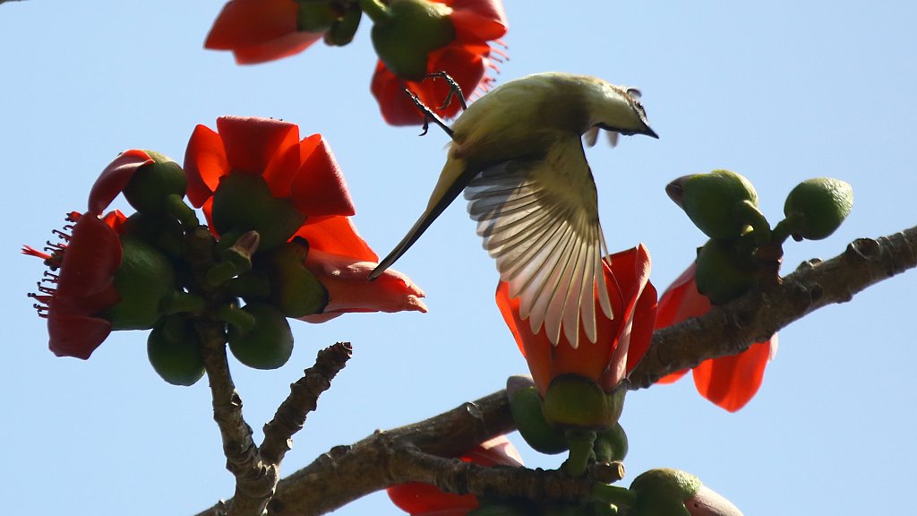 CGTNOfficial's tweet photo. Red cotton tree flowers welcome spring in S China https://t.co/VaAXxu5lIl https://t.co/CxpoBuIvsb