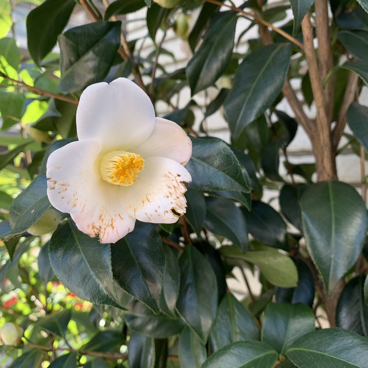 Blooming 白い花の椿の花言葉は 完全なる美しさだそうです なかなか美しい花が咲きません 何故かな 今日もnobuyuki Matsui の展示やってます よろしくお願いします 椿 白い椿 Blooming Rentspace レンタル スペース 貸しスペース
