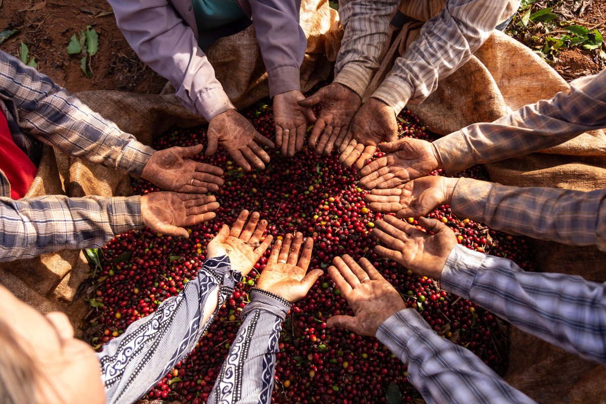 PandRau123's tweet photo. https://t.co/rknJKKU87n We accept our role and responsibility in trying to safeguard human rights through ethical, sustainable, suitable business practices and Fresh Roasted Coffee.
#CertifiedOrganicCoffee
#FreshCoffee
#FreshRoastedCoffee
#AustralianCoffeeBeans
#goodcoffeeblends https://t.co/dS94riHGCD