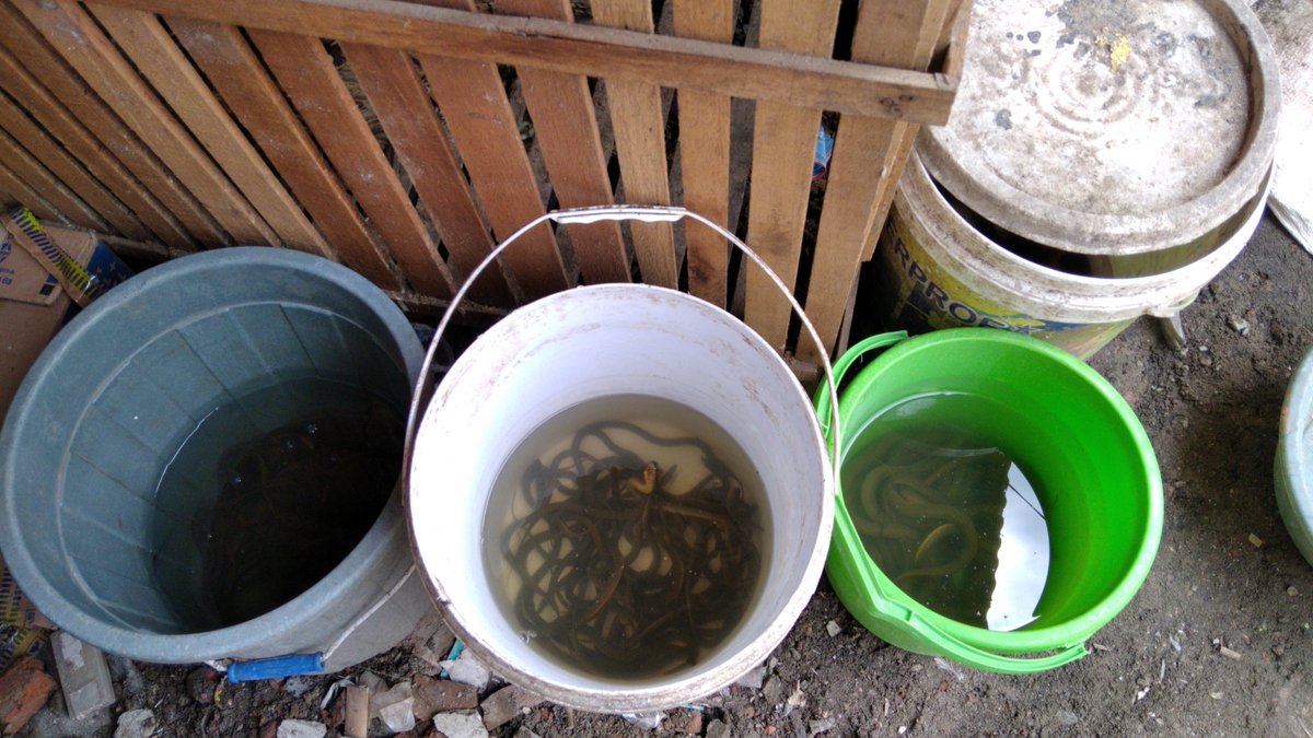Ade_Rifai15's tweet photo. Di farm ku ada penghuni baru, belut dan ular yay. https://t.co/fkT9nwQ3Hg