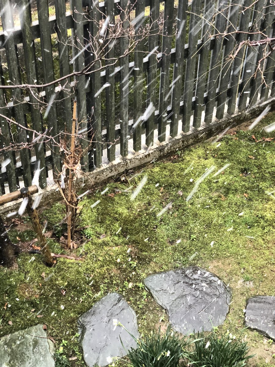 雪降ってきた。久しぶり。 